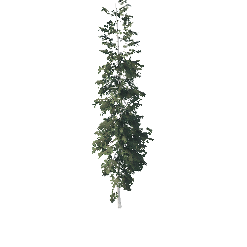 PF Conifer Tall BOTD